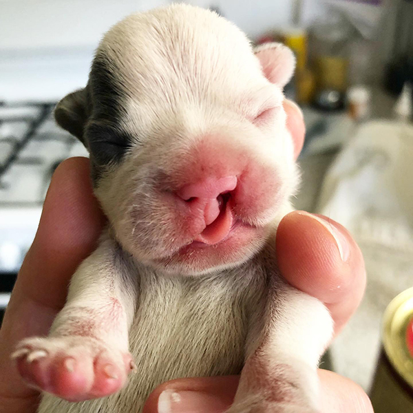 CleftPup CleftPup