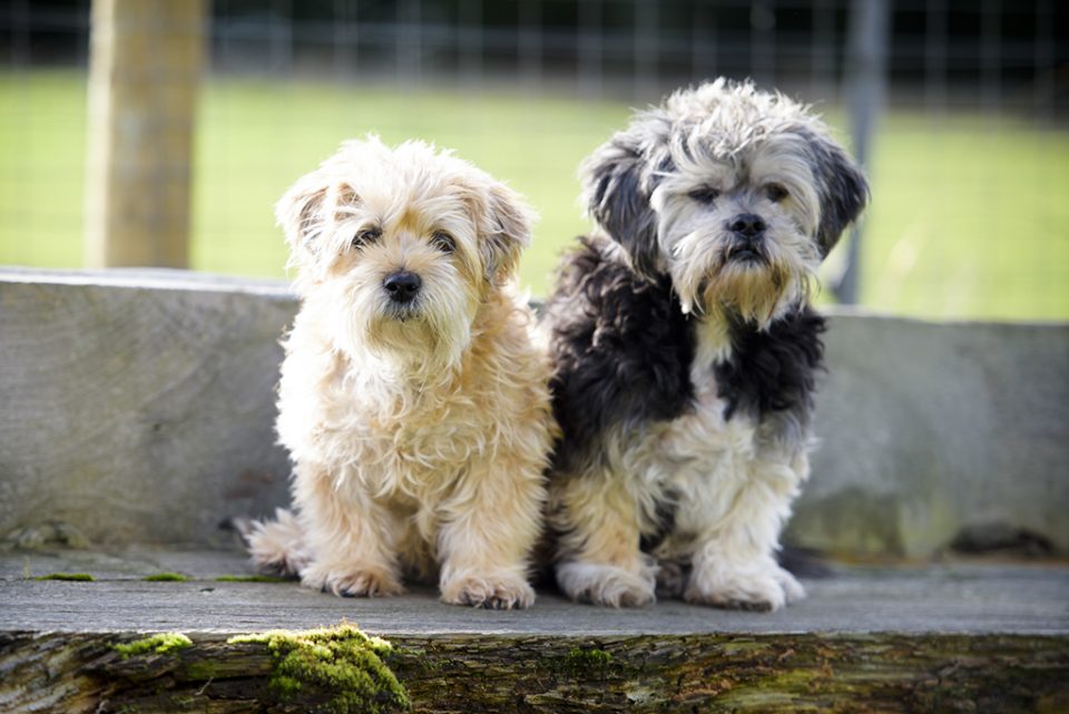 About New Beginnings Animal Rescue